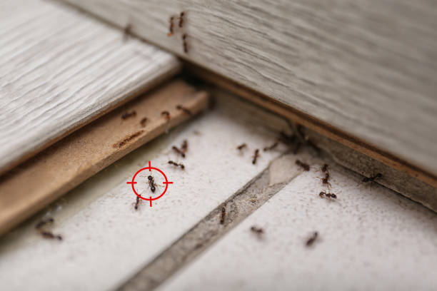 Best Residential Pest Control  in Lake Nacimiento, CA