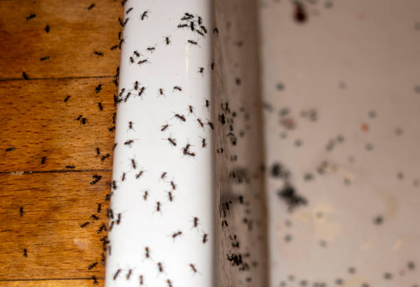 Best Best Pest Control Companies  in Lake Nacimiento, CA